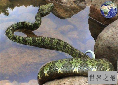 ​莽山烙铁头是濒临灭绝的物种，被咬伤会危及到生命
