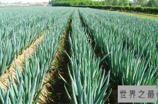 世界上最高的大葱，济南章丘葱王高达2.51米！