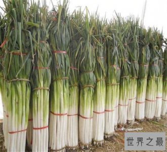 ​世界上最高的大葱，济南章丘葱王高达2.51米！