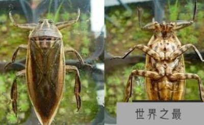 ​世界上最厉害的昆虫