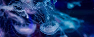 ​栉水母的特点 栉水母生活在什么地方