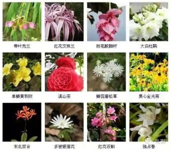 ​1000种花名字（几百种花卉大全，记得收藏，以后一定可以用的上）