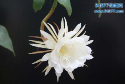 ​世界上最美的花，盘点十朵最美丽的花和花语（惊艳至极）
