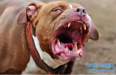 ​世上最厉害最凶猛的狗，比特犬(被称为斗犬战神)