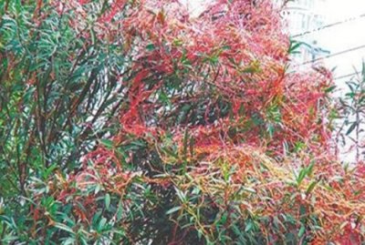 ​世界十大最奇特的树，吸血树嗜血蚀肉缠住必死