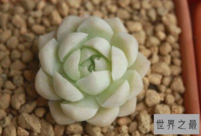 ​最可爱的十大多肉 碧光环上榜,第二招人喜爱