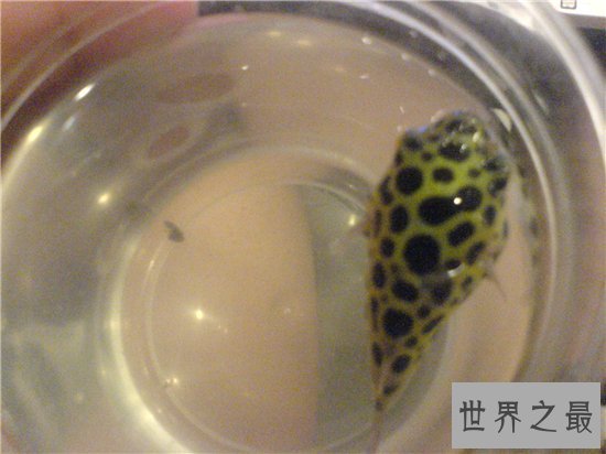 潜水艇鱼又叫绿河豚，体内有剧毒不能与其他鱼混养