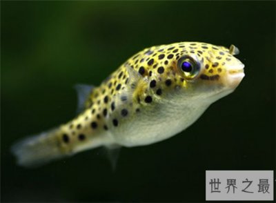 ​潜水艇鱼又叫绿河豚，体内有剧毒不能与其他鱼混养