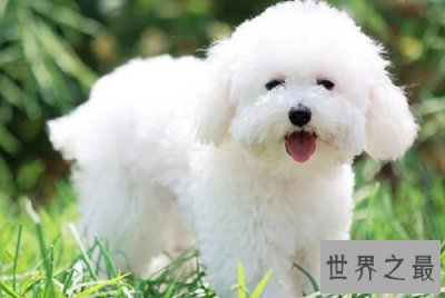 ​不掉毛的狗大盘点，这几款绝对是大家的最爱！