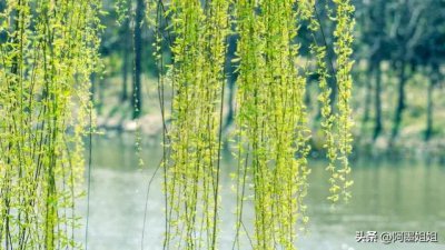 ​村居的诗意（古诗词赏析 七《村居》清•高鼎）