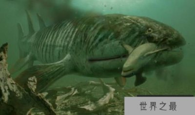​海洋中的巨无霸含肺鱼，海陆两栖，邓氏鱼是唯一对手