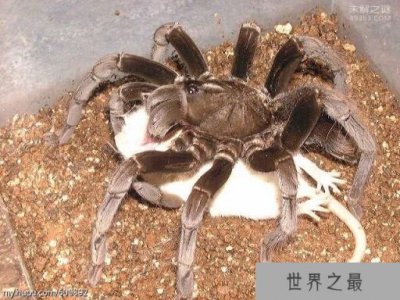 ​世界上最大的蜘蛛 蜢蜘一顿饭要吃一只鸡