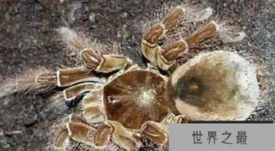 ​世界上最大的蜘蛛