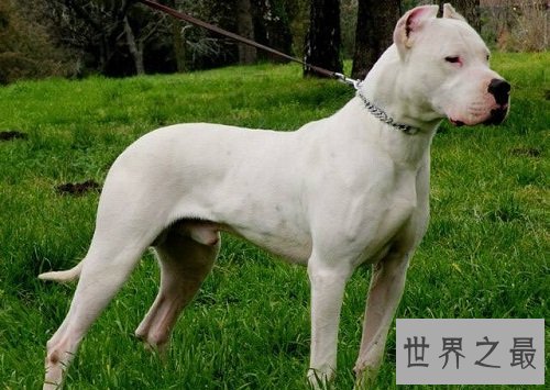 阿根廷杜高犬的来历你知道吗？创造者居然是这两兄弟！