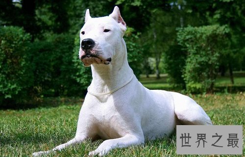 阿根廷杜高犬的来历你知道吗？创造者居然是这两兄弟！