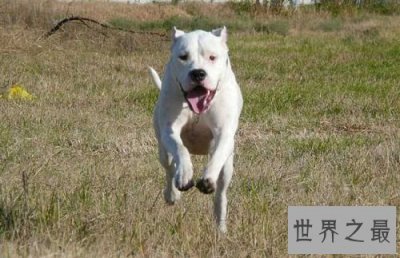 ​阿根廷杜高犬的来历你知道吗？创造者居然是这两兄弟！
