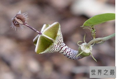 ​世界十大稀有植物：第6臭到窒息第9吃老鼠