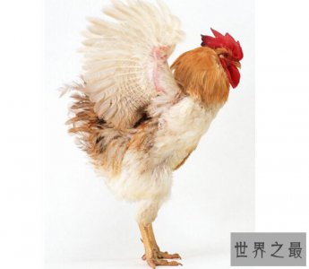 ​世界上最重的鸡，白斑鸡重达10千克（鸡中之王）