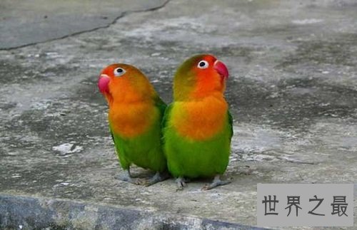 牡丹鹦鹉为什么被叫做爱情鸟呢？它们的深情你感动吗？