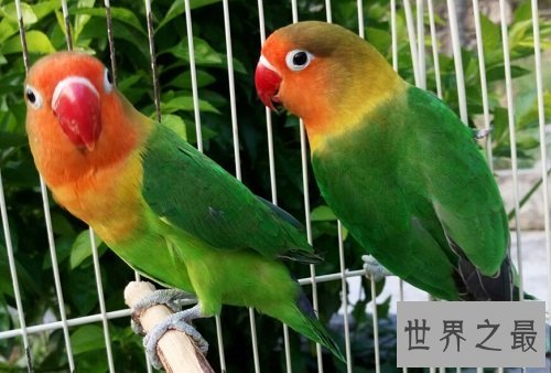 牡丹鹦鹉为什么被叫做爱情鸟呢？它们的深情你感动吗？