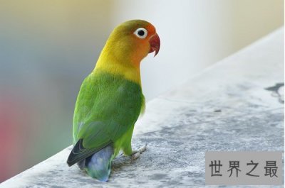 ​牡丹鹦鹉为什么被叫做爱情鸟呢？它们的深情你感动吗？