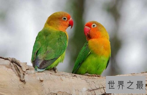 牡丹鹦鹉为什么被叫做爱情鸟呢？它们的深情你感动吗？