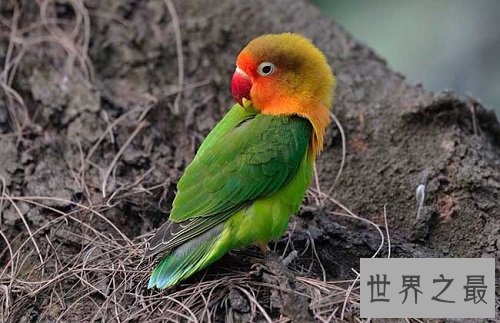 牡丹鹦鹉为什么被叫做爱情鸟呢？它们的深情你感动吗？