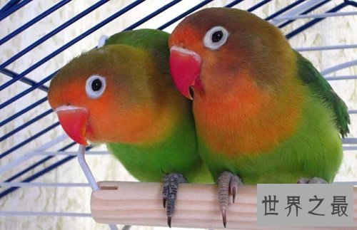 牡丹鹦鹉为什么被叫做爱情鸟呢？它们的深情你感动吗？