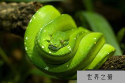 ​世界上漂亮又价值最高的蛇：蓝血绿树蟒