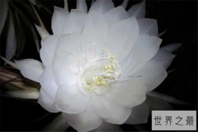 ​世界十大凄美的花 薰衣草上榜，彼岸花冥界唯一