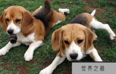 ​世界十大最受欢迎的狗狗，最值得养的宠物犬