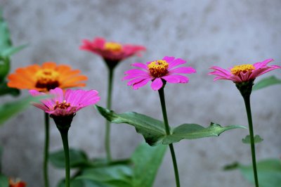 ​百日草种子的种植方法及时间 百日草的花语和寓意和象征