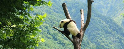 ​大熊猫的外形有什么特点 大熊猫的外形有什么特点从头到尾介绍