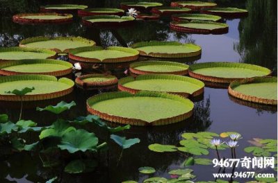 ​世界上叶子最大的水生植物，王莲(直径3米能坐人)