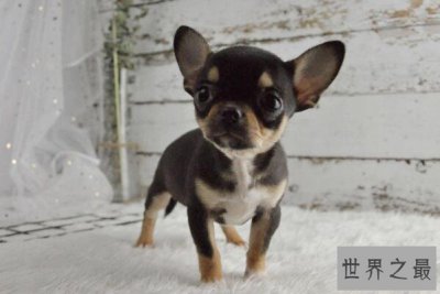 ​世界上最小的狗前十名 博美犬上榜，第一身高仅有15厘米左右