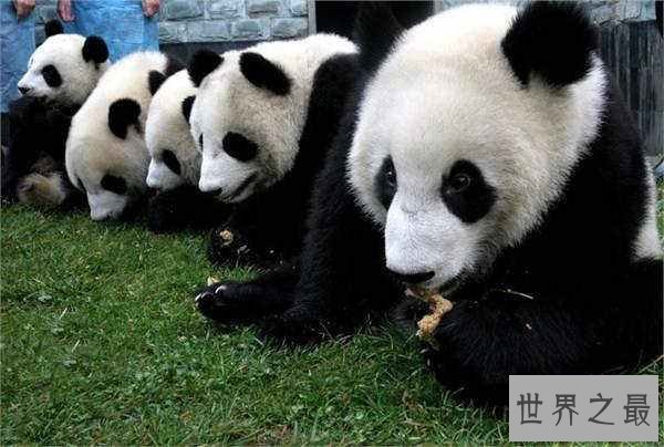 全世界的宠儿，最可爱的动物大熊猫的资料曝光！