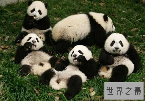 全世界的宠儿，最可爱的动物大熊猫的资料曝光！