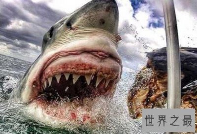 ​十大攻击力最强动物排行榜,小心这些最具攻击性的动物