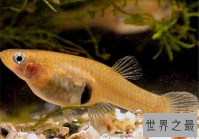 ​食蚊鱼真的会吃蚊子吗？为你揭秘食蚊鱼的秘密！