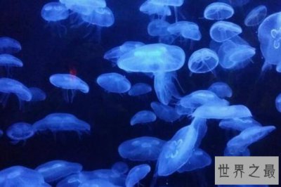 ​十大会发光动物排行榜 萤火虫上榜，第九是最迷人的海洋生物之一