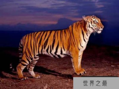 ​世界上最小的老虎，迷你巴里虎已经灭绝