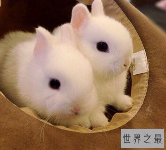 ​世界上最小的兔子，荷兰侏儒兔体重仅1千克（小到捧手心）