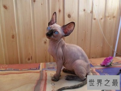 ​宠物猫价格最贵的几种，有你家的爱宠吗？