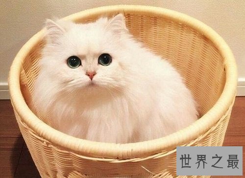 宠物猫价格最贵的几种，有你家的爱宠吗？
