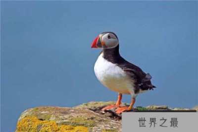 ​世界潜水本领最强的飞鸟，海雀可潜水57米深