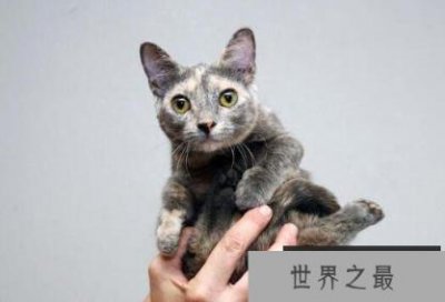 ​世界上最小的猫种：新加坡猫