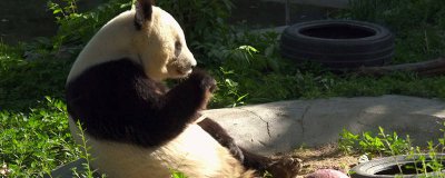​熊猫的名称有哪些 熊猫的名称和别名