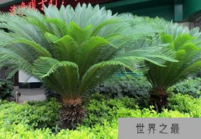 ​铁树能开花吗？_为什么铁树不容易开花？_铁树开花是什么意思？