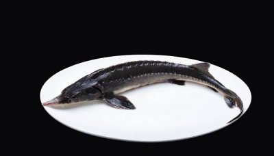 ​中国鲟鱼的功效与作用是什么 鲟鱼的功效与作用点