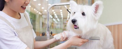 ​狗狗冬天怎么保暖 狗狗什么表现说明冷了